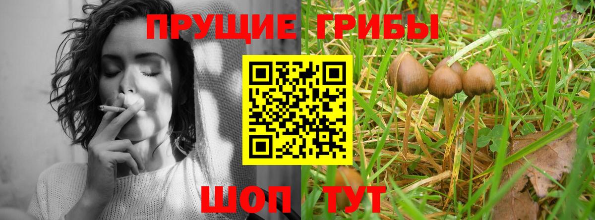 Димитровград  Псилоцибиновые грибы прущие грибы  Галлюциногенные грибы Cubensis  Вход с VPN 